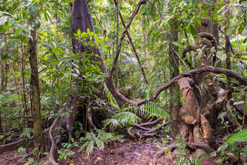 Immerse yourself in the lush rainforest canopy of Far North Queensland's Cairns region, a vibrant jungle haven.