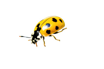 a high quality stock photograph of a single yellow ladybug close up full body isolated on a white background