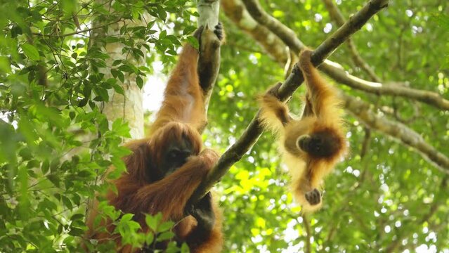 a baby orangutan hangs upside down while its mother watches on in the rainforest of gunung leuser national park on sumatra, indonesia