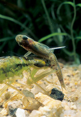 dragonfly larva catching fish