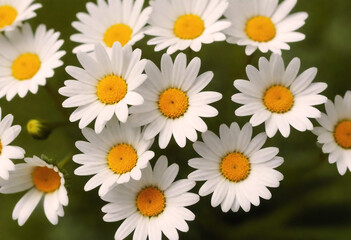 Close-up of several white daisies with yellow centers against a green background generative AI