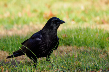 american crow on the grass in fall