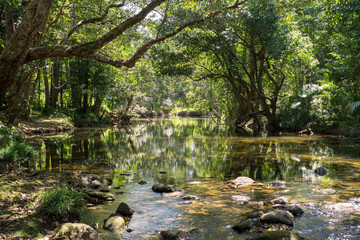 Immerse yourself in the lush rainforest canopy of Far North Queensland's Cairns region, a vibrant...