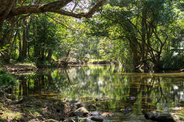 Immerse yourself in the lush rainforest canopy of Far North Queensland's Cairns region, a vibrant jungle haven.