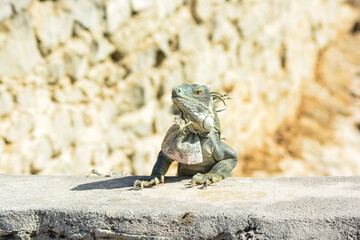 The Green Iguana or the Common Iguana (Iguana iguana). 