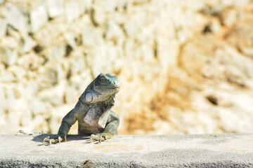 The Green Iguana or the Common Iguana (Iguana iguana). 