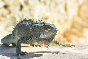 The Green Iguana or the Common Iguana (Iguana iguana). 