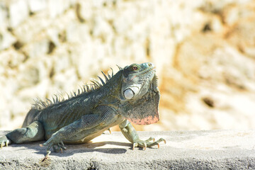 The Green Iguana or the Common Iguana (Iguana iguana). 