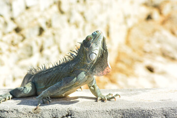 The Green Iguana or the Common Iguana (Iguana iguana). 