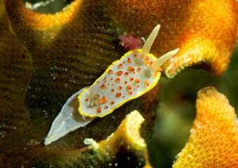 Sea slug, a dorid nudibranch, Diaphorodoris papillata