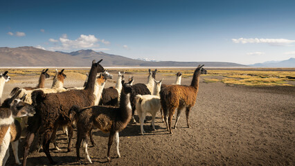 Herd of llama walking at sunrise on the Peruvian Andes farm 
