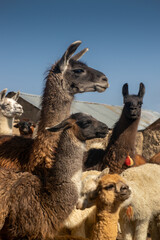 Herd of llama standing at sunrise in the Peruvian Andes farm 