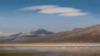 Minimal landscape with Andean flamingos on a salt lake
