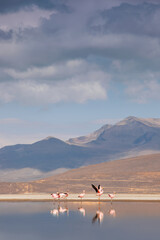 A small flock of pink flamingos standing in an Andean lake, reflections and a big mountain are around