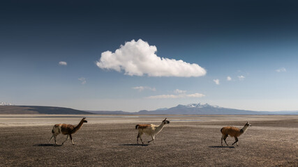 Three llamas walking on an Andean landscape on, a sunny day with big lonely cloud above in Arequipa 