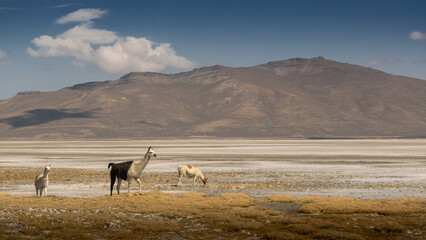 A group of llamas walking on an Andean landscape on, a sunny day in Arequipa 