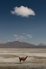 Lonely llama running at Andean landscape a solo cloud is above, minimalism, salt flats at Arequipa