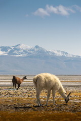 Two llamas are grazing on a salt field in Arequipa, desert and minimal landscape