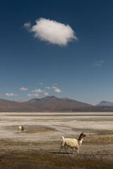 Tow llamas are walking an Andean landscape a solo cloud is above, minimalism, salt flats at Arequipa