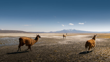 A group of llama walking on a salt field in Arequipa, minimal landscape