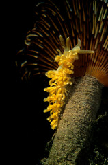 Nudibranch, Spurilla neapolitana (Spurilla sargassicola)