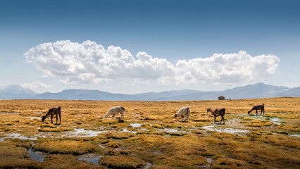A herd of llama ara grazing on a wetland at salt fields in Arequipa