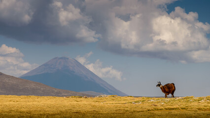 Llama walking on a landscape of Misti volcano