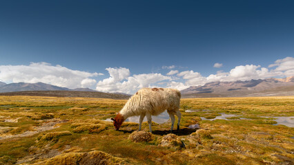 Lonely llama grazing on a wetland at Arequipa, colorful landscape