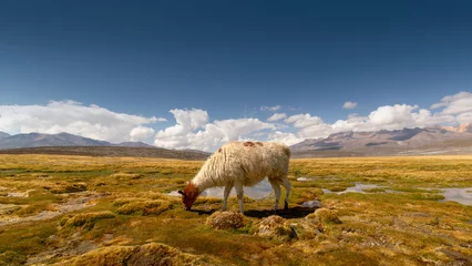Fotobehang Lonely llama grazing on a wetland at Arequipa, colorful landscape © Robaina Photograpahy