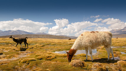 Some llama grazing on a wetland at Arequipa, colorful landscape