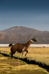 Llama juping at an Andean landscape, sunny day in Arequipa 