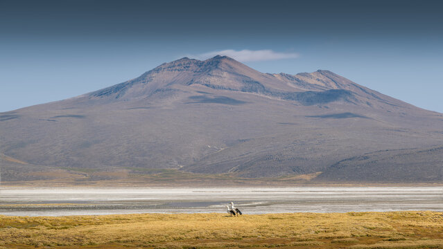 Geese couple standing in a calmed landscape in the Peruvian Andes.