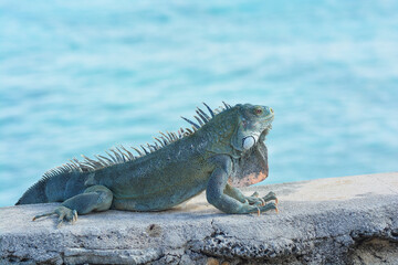 The Green Iguana or the Common Iguana (Iguana iguana) with blue Caribbean sea in the background. 