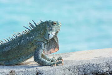 The Green Iguana or the Common Iguana (Iguana iguana) with blue Caribbean sea in the background. 