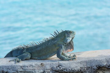 The Green Iguana or the Common Iguana (Iguana iguana) with blue Caribbean sea in the background. 