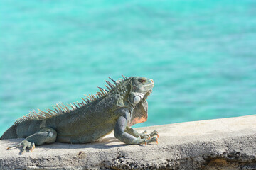 The Green Iguana or the Common Iguana (Iguana iguana) with blue Caribbean sea in the background. 