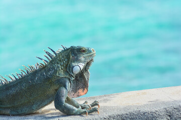 The Green Iguana or the Common Iguana (Iguana iguana) with blue Caribbean sea in the background. 