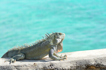 The Green Iguana or the Common Iguana (Iguana iguana) with blue Caribbean sea in the background. 