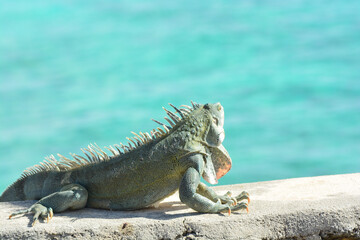 The Green Iguana or the Common Iguana (Iguana iguana) with blue Caribbean sea in the background. 