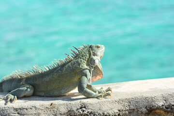 The Green Iguana or the Common Iguana (Iguana iguana) with blue Caribbean sea in the background. 