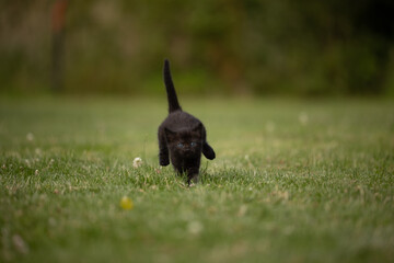 dog playing with ball