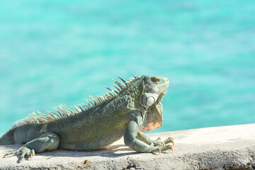 Obraz premium The Green Iguana or the Common Iguana (Iguana iguana) with blue Caribbean sea in the background. 