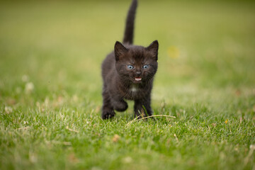 black and white cat