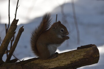La Plaine 25 Février 2024
