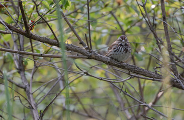 Song Sparrow