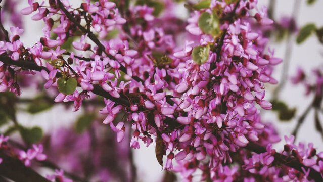  Early Spring Blooms: Judas Tree Branches