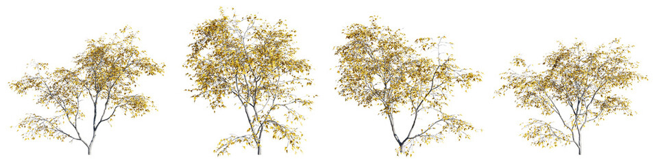 Top view tree,Acer ginnala tree isolate transparent background.3d rendering PNG