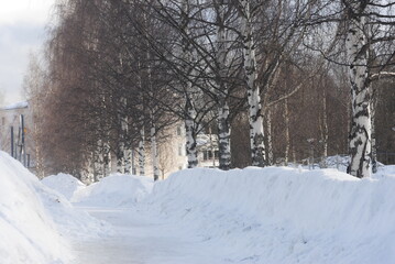 snow covered trees