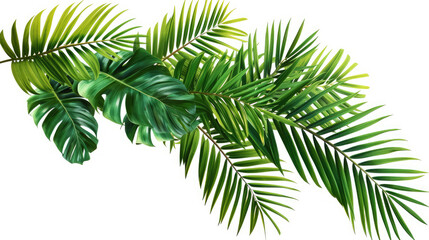 
Green Leaves Of Palm Tree Isolated On Transparent Background. Transparent Background: Green Palm Tree Leaves. Palm Tree Leaves Transparent Isolation.