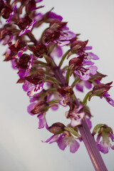 wild Orchid Orchis purpurea) Muros, SS, Sardegna. italy